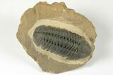 Detailed Reedops Trilobite - Nice Eye Preservation #204080-5